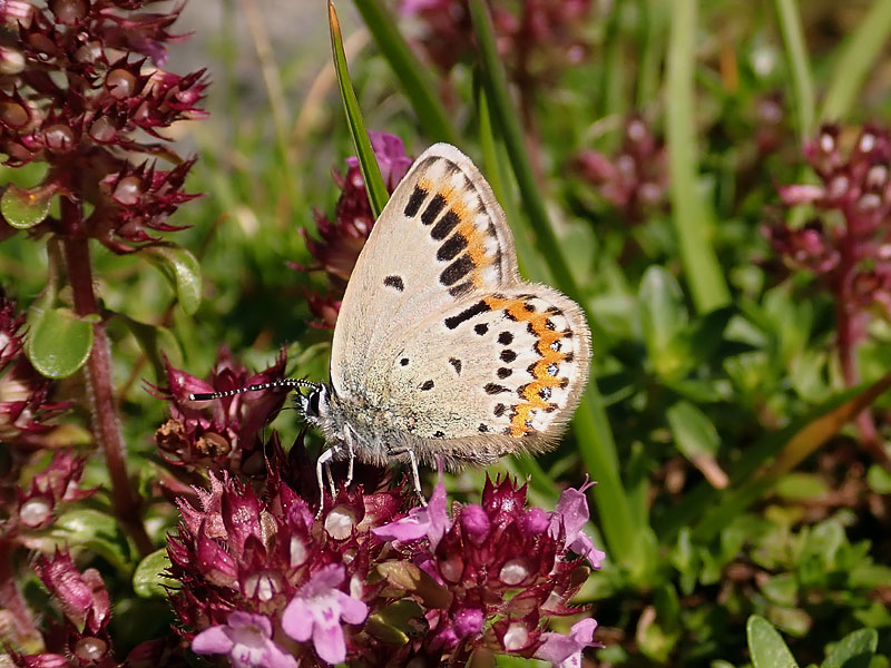 Plebejus stranissimo: Plebejus idas - Lycaenidae, aberrante